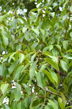 Bahçede yeşil yapraklar