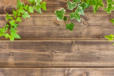 Beyaz ahşap arka planda dekoratif yeşil yapraklar