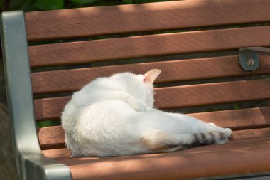 Kedi bahçede bankta uyuyor. 