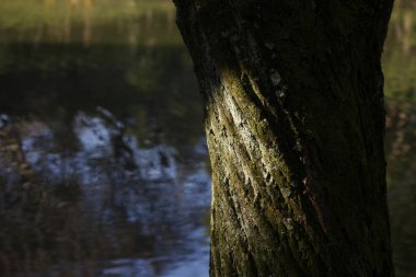 Bulanık nehir suyunun arka planında gölgesi ve güneş ışığı olan ağaç gövdesinin yakın görüntüsü
