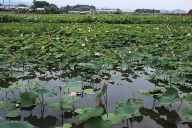 Gölette nilüfer çiçeği