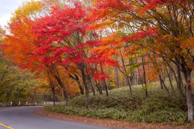 Japonya 'da parktaki ağaçlarda parlak sonbahar yaprakları