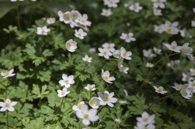 Bahçedeki güzel beyaz çiçekler