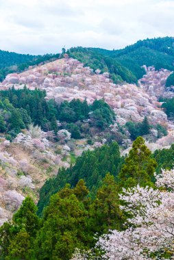 Japonya 'da kiraz çiçekleri