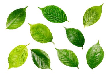 Yeşil yapraklı renkli çiçek arkaplanı 