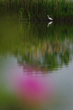Akbalıkçıl durgun suyun yanında duruyor