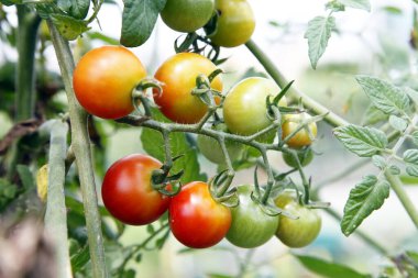 Bahçede yetişen kırmızı ve yeşil domateslerin yakın çekim görüntüsü.