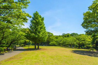 Japonya 'daki parkta yeşil ağaçlar