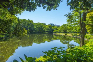 Yazın nehir manzarası