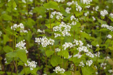 Ormandaki beyaz çiçeklerin yeşil bitkileri