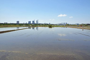 Pirinç tarlasında manzara