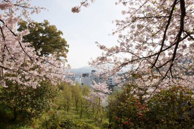 Japon parkında güzel bahar kiraz çiçekleri