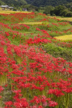 Japonya 'daki pirinç tarlasında kırmızı çiçekler..