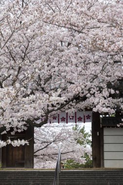 Baharda Sakura 'lı Japon tapınağı manzarası