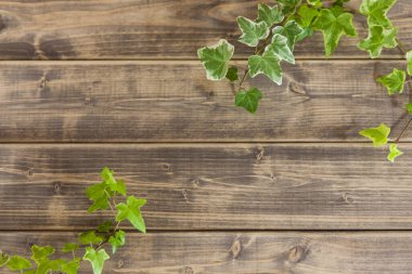 Eski ahşap arkaplanda yeşil yaprakların üst görünümü