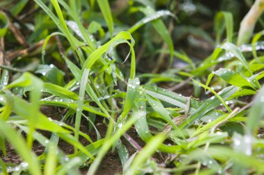Bahçede yetişen taze yeşil bitkilerin manzarası