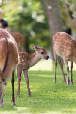 Parktaki yeşil çayır üzerinde güzel genç geyik               