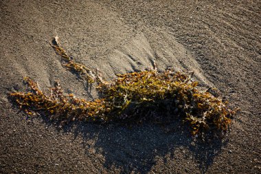 Islak kumsaldaki yosun manzarası