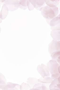 Romantik geçmiş. Pembe çiçek yaprakları, kiraz çiçekleri              