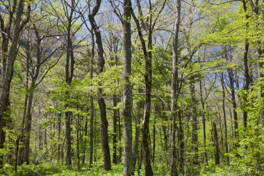 Ormanda yeşil ağaçlar, doğada bitki örtüsü