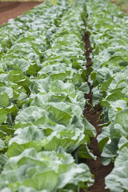 Kırsal alanda yetişen taze yeşil lahanalar.