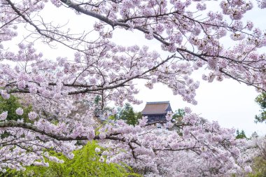 Japonya 'da kiraz çiçekleri