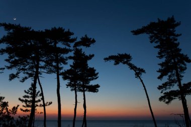 Gün batımını ağaçlarla birlikte denizin üzerinde 