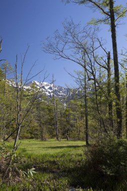 Dağlardaki ormanın güzel manzarası 