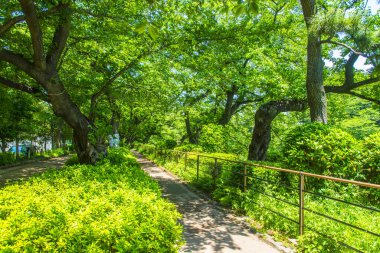 Japonya 'daki parkta yeşil ağaçlar