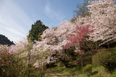 Japon parkında güzel bahar kiraz çiçekleri