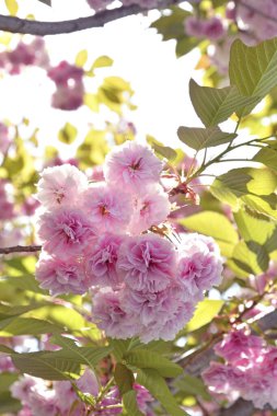 Baharda güzel pembe sakura çiçekleri