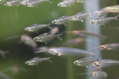 Akvaryumda yüzen güzel balıkların su altı görüntüsü.            