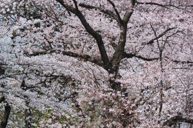 Japonya 'da kiraz çiçeği