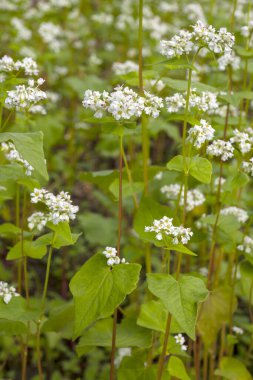 Ormandaki yabani çileklerin beyaz çiçekleri