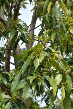 Bahçedeki yeşil yapraklar doğa arka planında