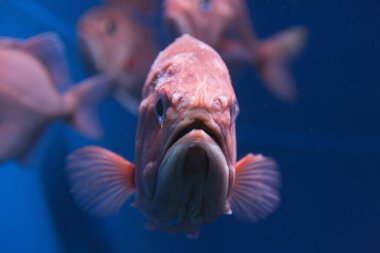 Akvaryumda yüzen güzel balıkların su altı görüntüsü.            