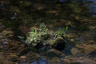 yeşil yosun ve bitkiler sakin nehirde taşların üzerinde büyüyorlar.
