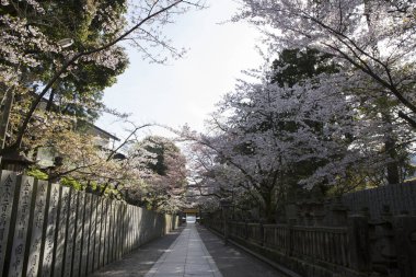 Tokyo Tokyo 'da kiraz çiçekleri.