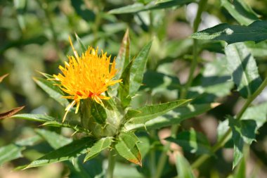 Bahçedeki sarı çiçek