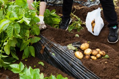Adam bahçeye patates ekiyor.