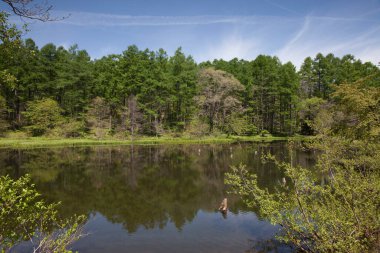 Japonya 'daki güzel dağ gölü manzarası