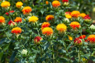 Bahçedeki sarı çiçekler