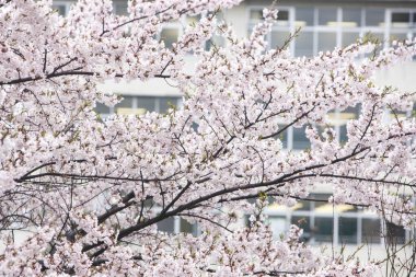 Şehir caddesinde kiraz çiçekleri, Japonya, Tokyo 