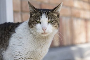 Gündüz vakti Japon şehrinin caddesindeki şirin kedi. 