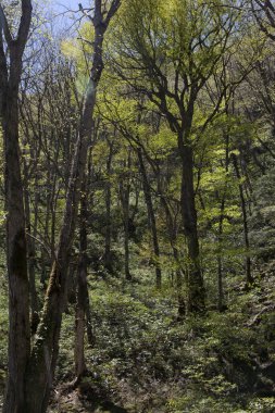 Ormanda yeşil ağaçlar, doğada bitki örtüsü