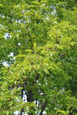 Bahçedeki yeşil yapraklar doğa arka planında
