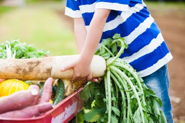 Küçük çocuk tarlada el arabasında sebze topluyor.  