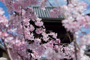 Baharda Sakura 'lı Japon tapınağı manzarası