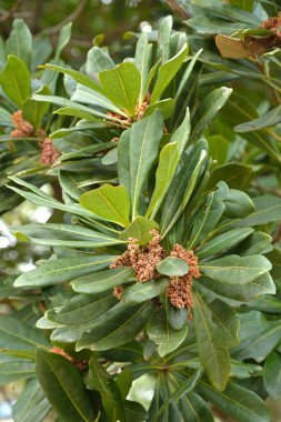 Bahçedeki yeşil ağaç