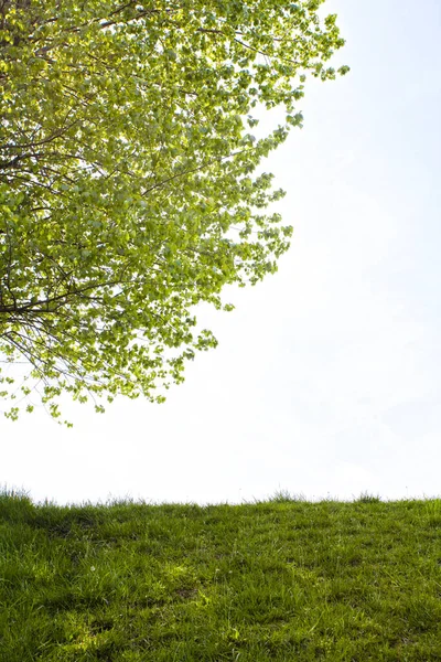 サマーパークの緑の木 昼間のビュー — ストック写真